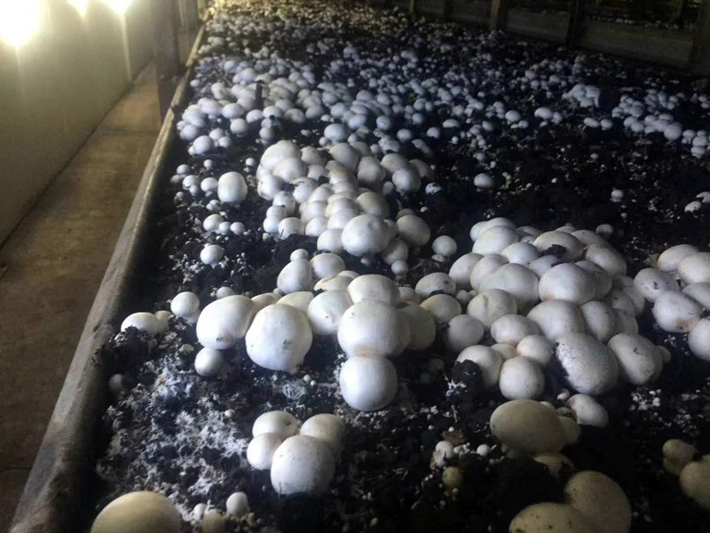 年产5万吨恒温恒湿蘑菇房项目